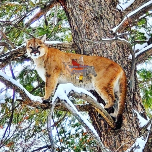 A panther perched on a snow-covered tree branch in Colorado.