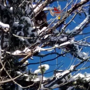 A puma peeking through the snow covered branches of the tree it's perched in.