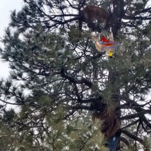 A cougar climbing a tall tree in Colorado.