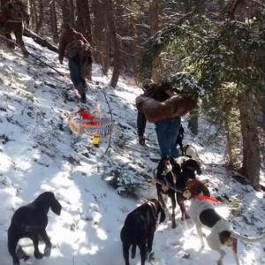 A pack of dogs following three men hiking up a snow-covered hill during a Colorado hunt.