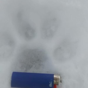 A lighter placed in a snowy cougar paw print to show the size of it.