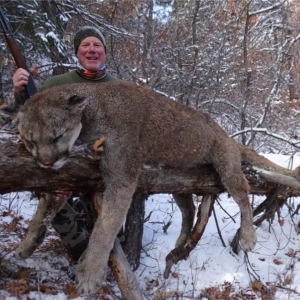 A man posing with a large mountain lion sprawled on a tree branch in the snow, harvested in Colorado.