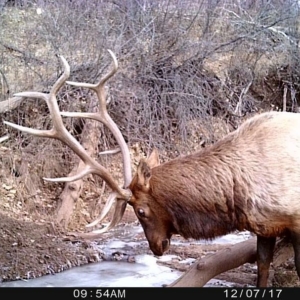 Two large elks caught drinking from a river on camera with a high definition trail cam in Colorado.