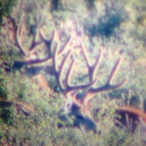 Two large deer in velvet laying down in the brush on a hillside in Colorado.