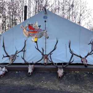 Six sets of mule deer skulls and horns displayed in front of a hunter's tent in Colorado.