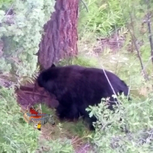 A brown bear foraging for food near a large tree in Colorado.
