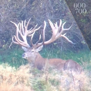 A giant 600-700 score stag lying in a field in New Zealand.