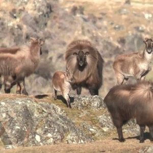 A pack of tahr gathered on a hillside in New Zealand.