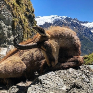 A large chamois harvested in the mountains during a New Zealand hunt.