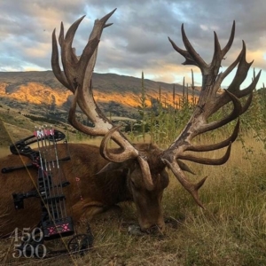 A bow laying across a large 450-500 score red stag harvested on a New Zealand hunt.