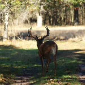 A trophy-sized whitetail deer walking down the road, facing away from the camera.