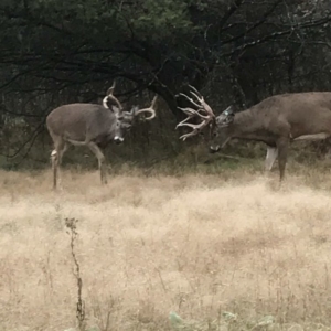 Two bucks spotted rutting during a Wisconsin hunt.
