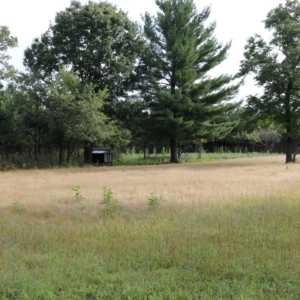 A field and trees on a hunting property in Wisconsin.