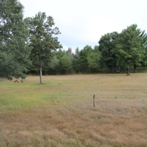 A field in Wisconsin surrounded by trees.